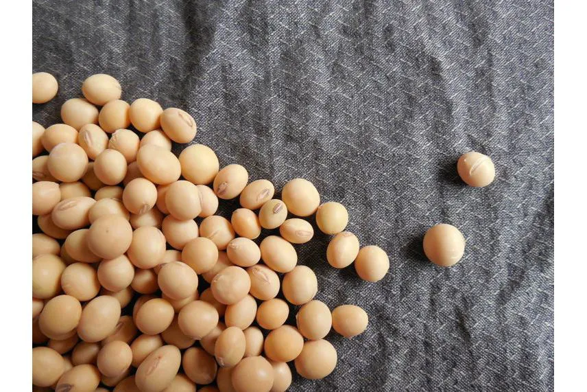 Isoflavones (IF) such as genistein are cancer preventive