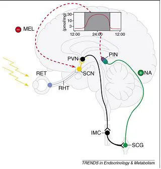 Melatonina: azioni ed utilità nell'uomo